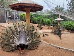 -石家庄市动物园