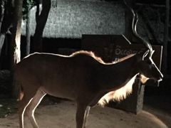 -清迈夜间动物园
