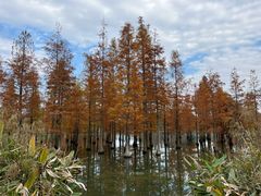 -白鹭湾湿地公园