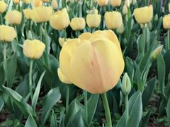 -洛阳郁金香牡丹园