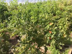 -万源龙顺度假庄园生态观光园