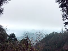 -天目山大树王景区