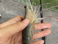 -光头佬室内钓虾场·烧烤·团建·亲子(中山八路店)