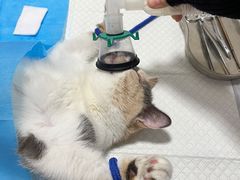 -灵美宠物诊所