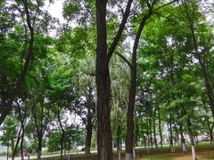 -长白岛森林公园