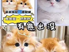 -70cat德文卷毛猫·缅因猫纯种猫舍