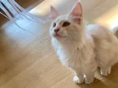 -猫腻·猫咖·撸猫馆(星光大道店)