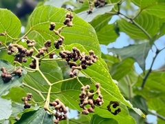 -西南交通大学(九里校区)