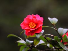 -上海吴淞炮台湾国家湿地公园