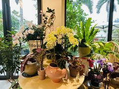 -花神·轻食简餐·咖啡馆·花卉绿植(荷兰花卉小镇店)