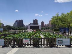 -莲花池公园