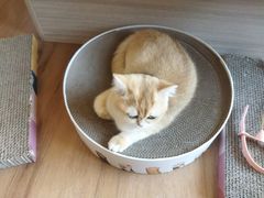 -山宅一喵德文卷毛猫舍