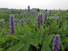 -三圣花乡旅游区