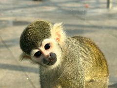 -苏州太湖西山岛开心农场