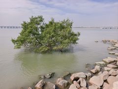 -宝安西湾红树林湿地公园