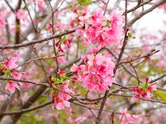 -天适樱花悠乐园