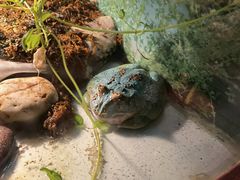 -上海大自然野生昆虫馆
