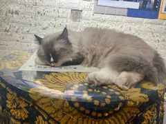 -平行世界·猫咖(首经贸店)