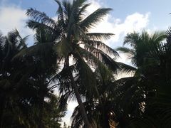 亚龙湾红树林度假酒店-三亚亚龙湾红树林度假酒店