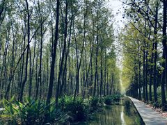 -合肥滨湖国家森林公园