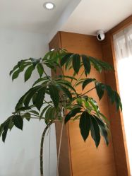-HEYAN荷妍专业脱毛连锁机构
