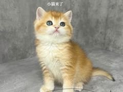 -小猫来了·猫舍(红山六九七九店)