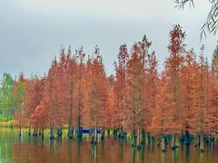 -白鹭湾湿地公园