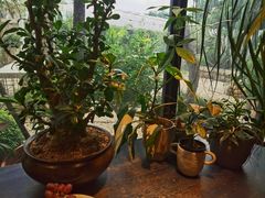 -自由生长植物工作室(深港花卉中心店)