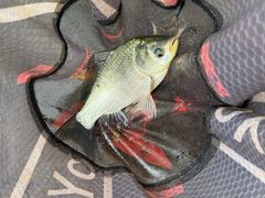 -酷鱼垂钓CLUB(朝阳区博大路店 )