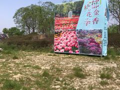 -秀丽东方