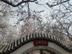 -桃花堤公园