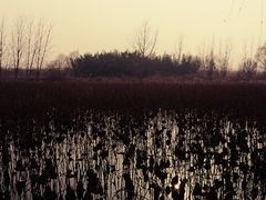 -泗洪洪泽湖湿地景区