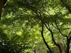 -大塘金香草谷