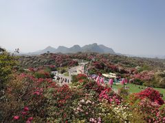 -贵州百里杜鹃风景名胜区