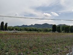 -北京东方普罗旺斯薰衣草庄园