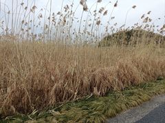 -良渚古城遗址公园
