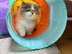-纳吉亚猫专科动物医院·北北分院