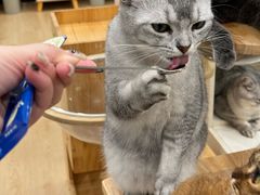 -有喵·猫咖·狗咖·30几只猫10只小狗(岗厦店)