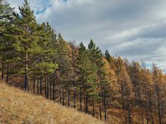 -莫尔道嘎国家森林公园