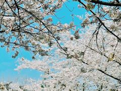 -高东镇樱花园