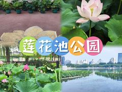 -莲花池公园