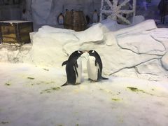 -芜湖新华联大白鲸海洋公园