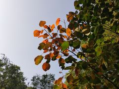 -香山公园