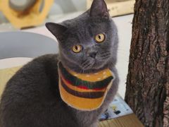 -豆逗聊愈猫阁Easy Life
