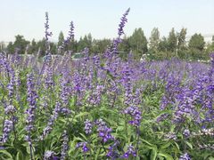 -北京东方普罗旺斯薰衣草庄园