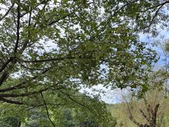 -九如山休闲旅游度假区