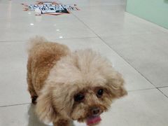 -佳雯宠物医院·皮肤科·内外科(春晓路分院)