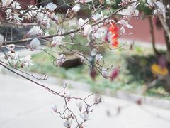-皇罗禅寺