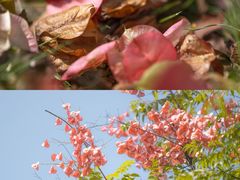 -白塘生态植物园