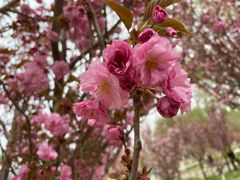 -长白岛森林公园